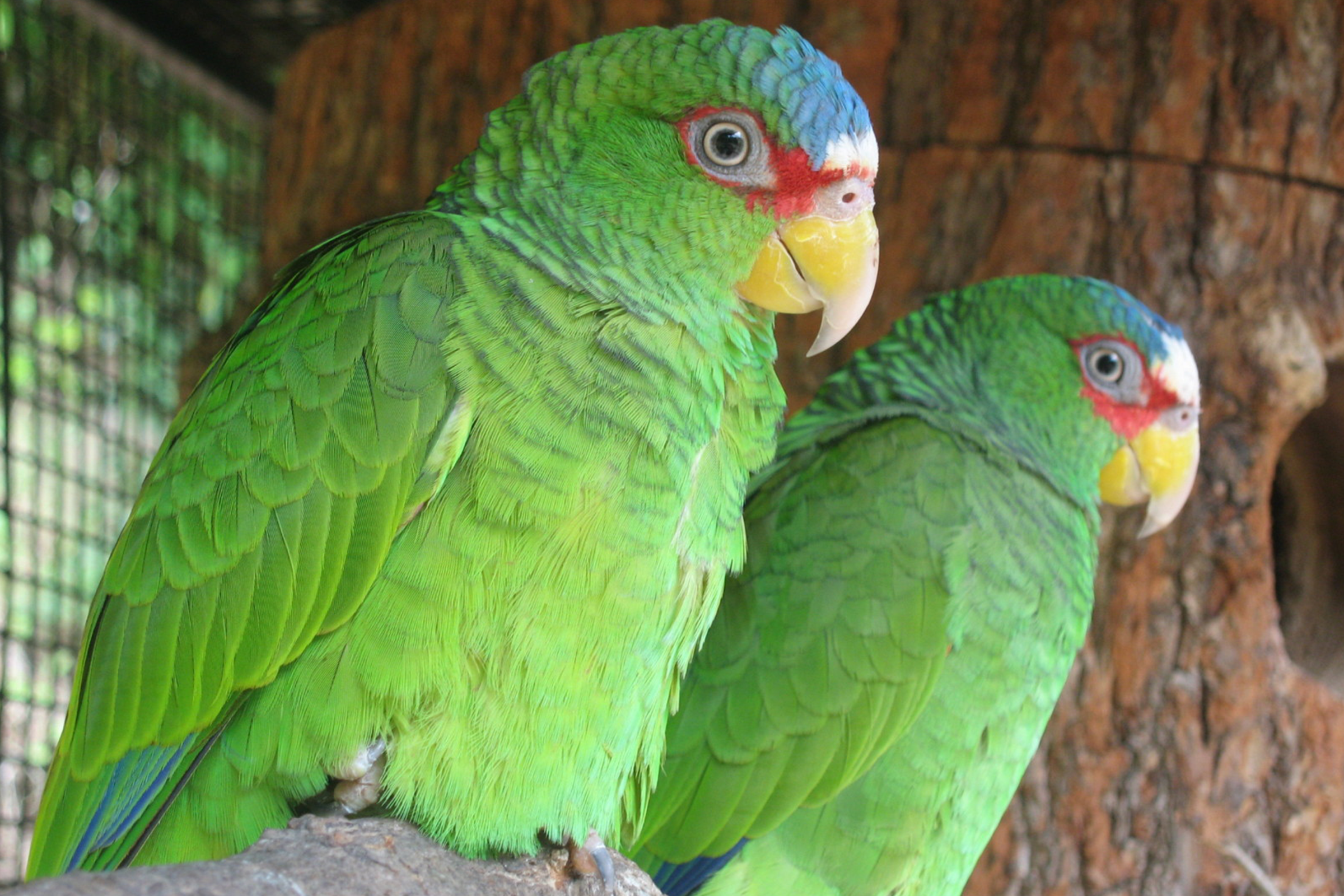 Les coronavirus chez les oiseaux? Alerte rouge